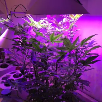 Photo of Indoor Hydroponic Growing System - H601-C