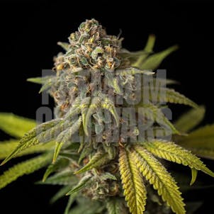 Photo of Cake Crasher