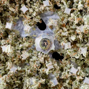 Photo of British Columbia's Gas 7g Dried Cannabis