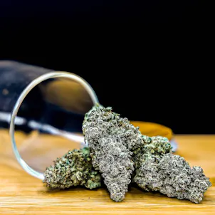 Photo of Gorilla Girl