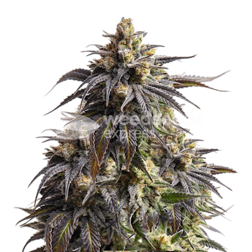 Photo of Do-si-Dos Feminized Seeds