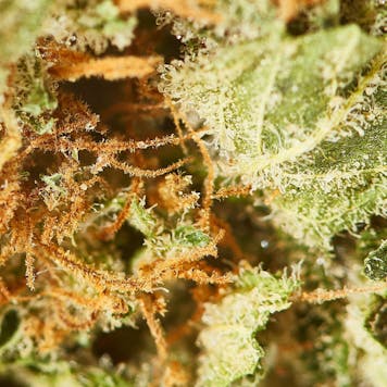 Photo of Hoverboard Pre-Roll 2 g 4-Pack