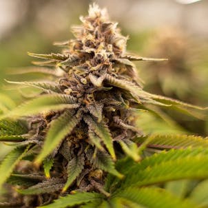 Photo of Forbidden Fruit