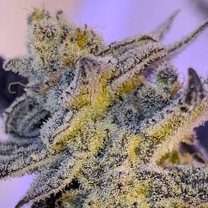 Photo of Raizan Bran