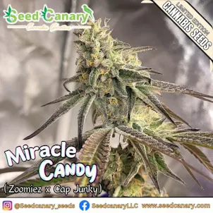 Photo of Miracle Candy - 12x Regular Seeds
