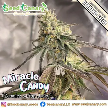Photo of Miracle Candy - 12x Regular Seeds