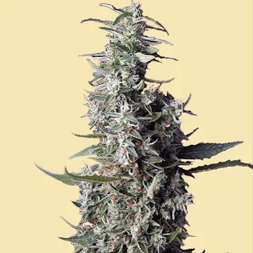 Photo of AUTO ISLAND PIE AUTOFLOWERING SEEDS