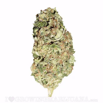 Photo of Sour Diesel Feminized