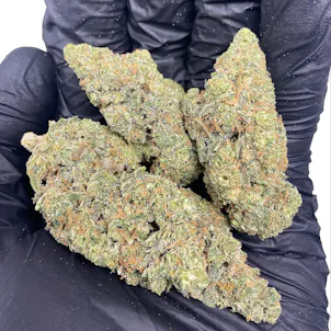 Photo of Indoor Early Blossom