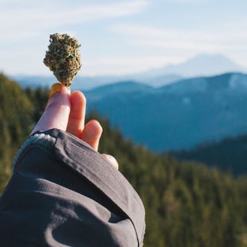 Photo of Cannabis Culture Tour