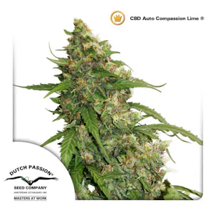 Photo of CBD Auto Compassion Lime