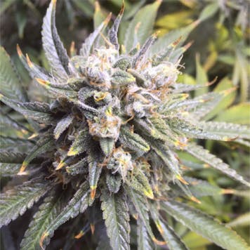 Photo of Rainbow Dream