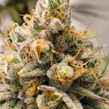 Photo of Frosty Melons