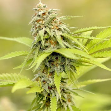 Photo of Sour Diesel Auto