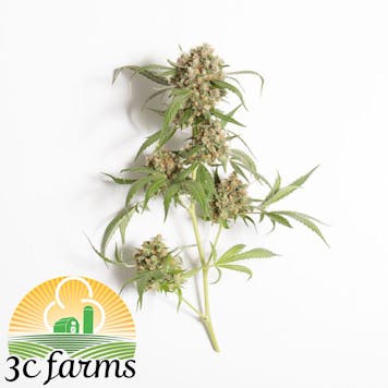 Photo of 3C Casey Jones