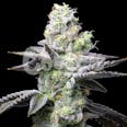 Wet Wet Feminized Cannabis Seeds
