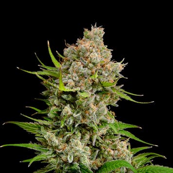 Photo of Sour Tangie