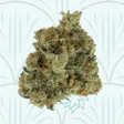 Product image for Face Off OG Kush