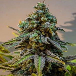 Photo of Cinderella 99 Seeds