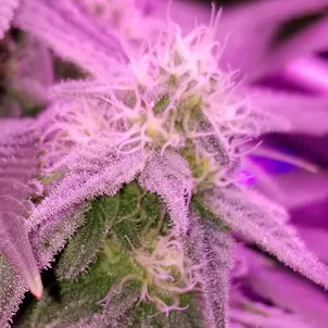 Photo of Lemon Kush - LeMango