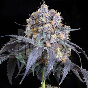 Photo of Jet Fuel Gelato