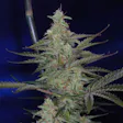 Product image for The Third Dimension (Apollo-13 x Jack The Ripper)
