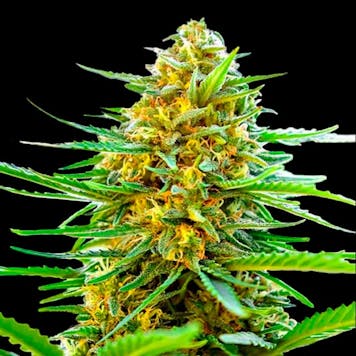 Photo of Banana Auto Fem Seeds