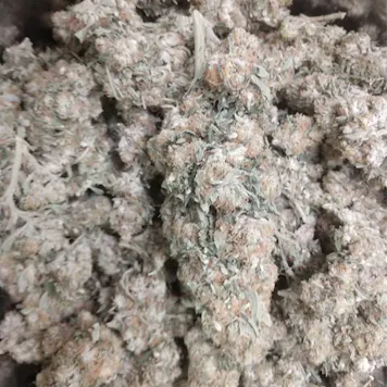 Photo of Jah Herbz: Flower – White CBG + Delta-8 (7 grams)