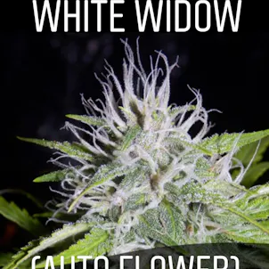 Photo of White Widow (Auto Flower)