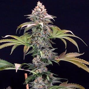 Photo of Grape Inferno (Napali OG x Querkle)