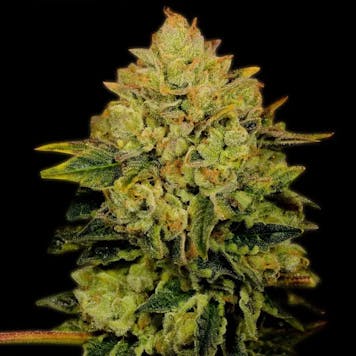 Photo of Critical Mass Autoflower