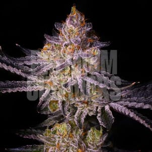 Photo of Tropicana Cherry