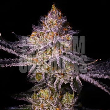 Photo of Tropicana Cherry