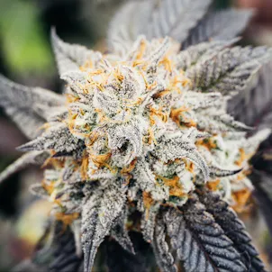 Photo of RGB Black - Sero'Q Flower