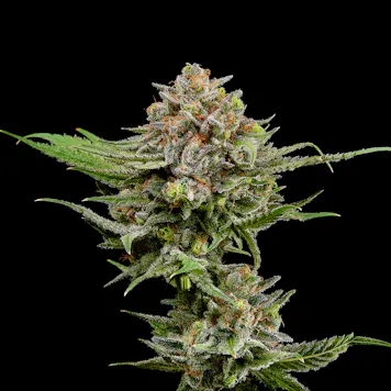 Photo of Kimbo Kush Pre-Rolls 0.5g 5-pack