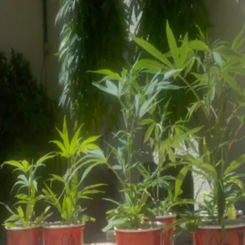 Photo of URB Organic - 1 Quart