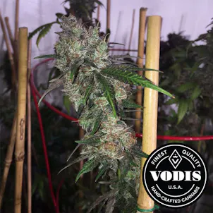 Photo of Cannalope Kush