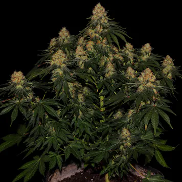Photo of CALIFORNIAN GOLD