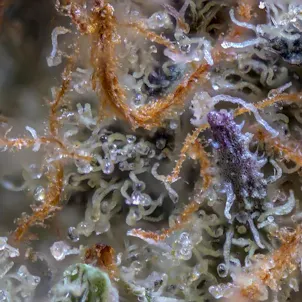 Photo of Donkey Butter # 9