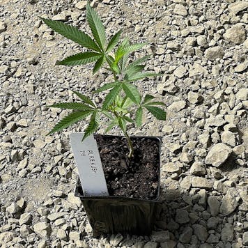 Photo of Pure Kush Clone