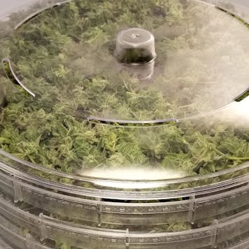 Photo of HerbsNOW cannabis dryer
