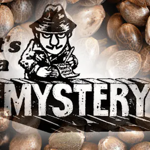 Photo of MYSTERY MIX PACK