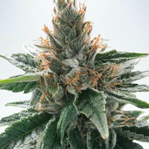 Photo of God's Glue Feminized