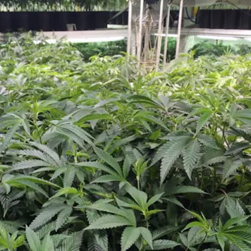 Photo of Biowave Micro Model