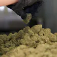 Product image for Infused Flower