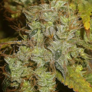 Photo of Sugar Haze Regular