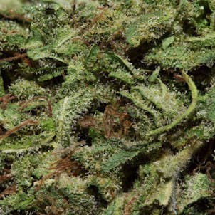 Photo of Big Sur Holy Orange