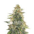 Product image for Apple Fritter Autoflower Seeds