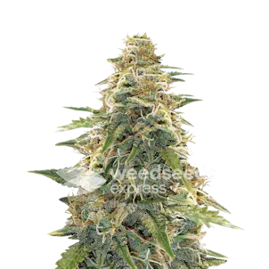 Photo of Apple Fritter Autoflower Seeds