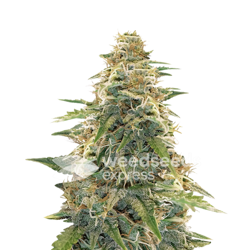 WeedSeedsExpress Apple Fritter autoflower seeds Leafly
